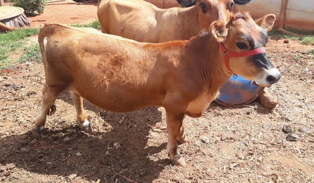 Mini Vaca Jersey (novilha)