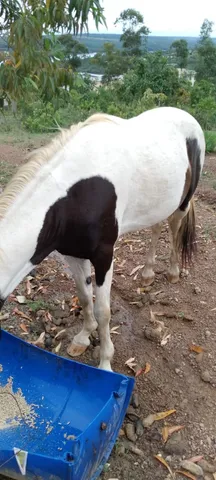 Cavalo pampa