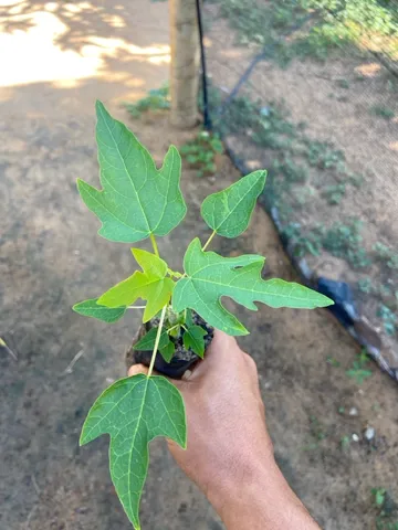 Mudas de mamão