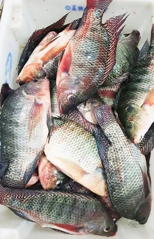 Vendo tilápia fresca R$ 20 o Quilo 