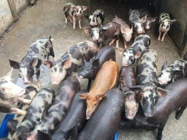 Leitão porco caipira 