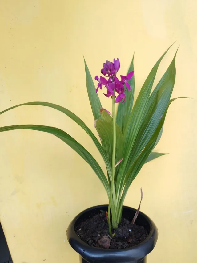Orquídea grapete