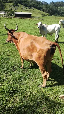 Vaca leiteira 