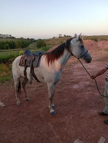 Potra mansa