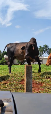 Touro mestiço para rodeio 