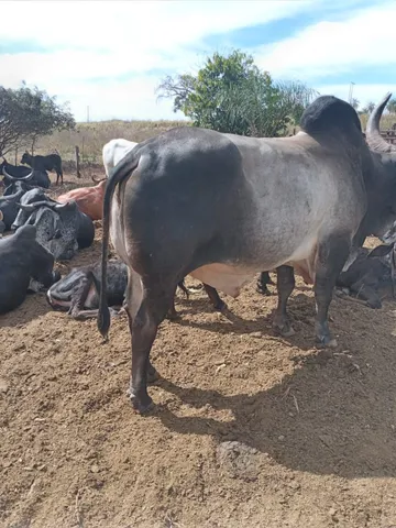 Reprodutor Guzerá leiteiro PO