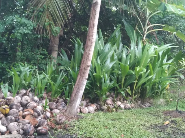 Muda de coqueiro anão direto do sitio. 