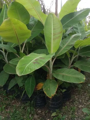 Mudas de bananas