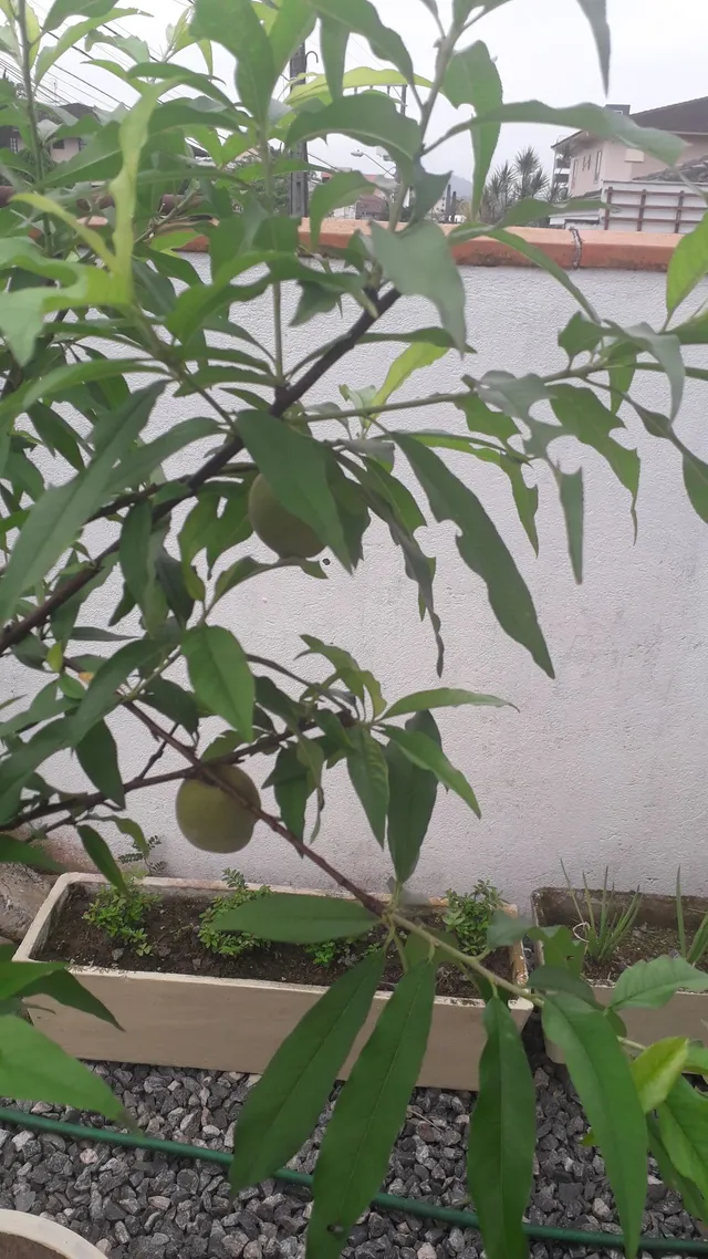 Vendo PÉS de frutas
