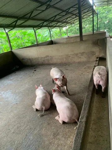 Porco de granja 