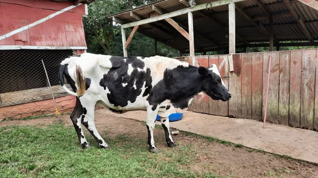 Vaca jersolanda