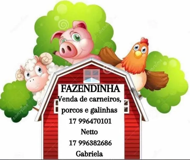 Porcos 