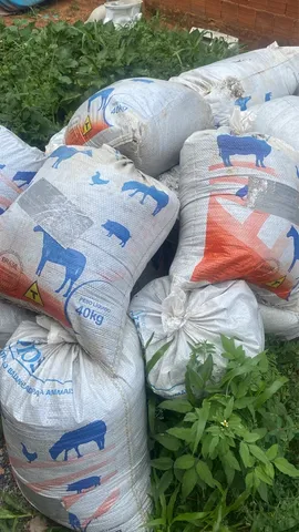 Esterco de gado