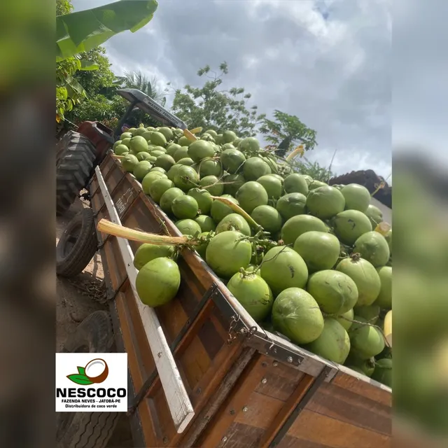 Vendo Coco verde (atacado) R$ 0.8*