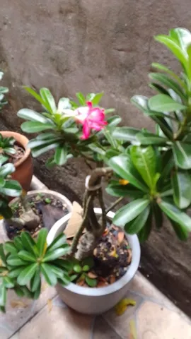Vendo rosas do deserto 