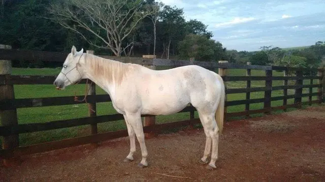 Paint Horse 