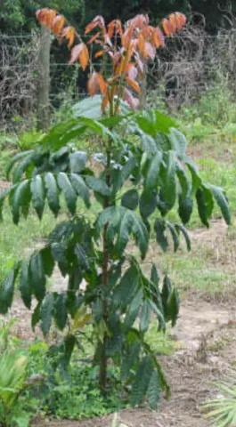 Mudas de Mogno Africano
