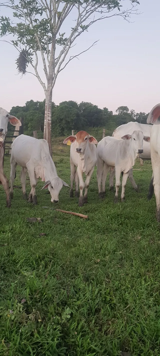 Bezerros, novilhas e vacas matrizes - Rebanho completo - Oportunidade 