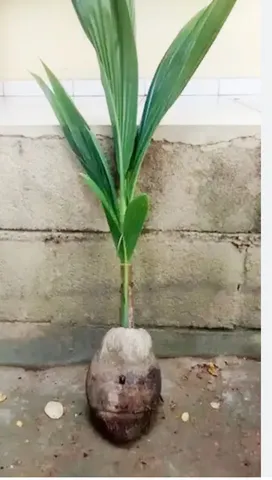 Coco verde comum