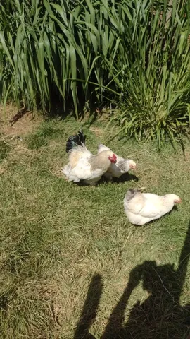 Ovos de Brahma 