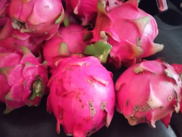 Mudas pitaya