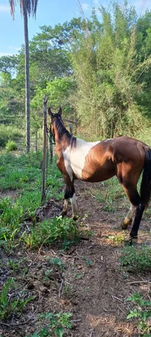 Potro pampa 
