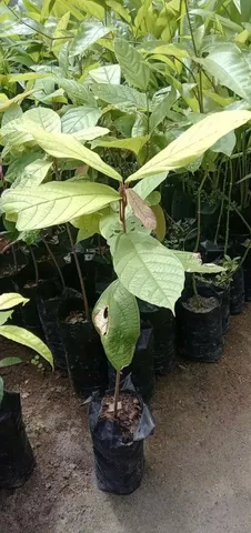 Mudas de Cupuaçu