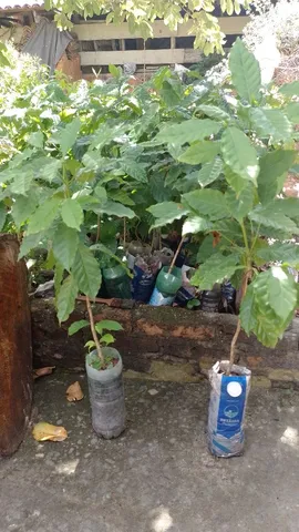 Em saco de plástico ou vasos...