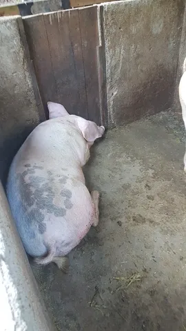 Porco para festividade