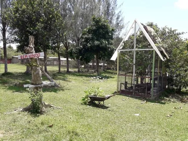 Suculentas plantas várias qualidades