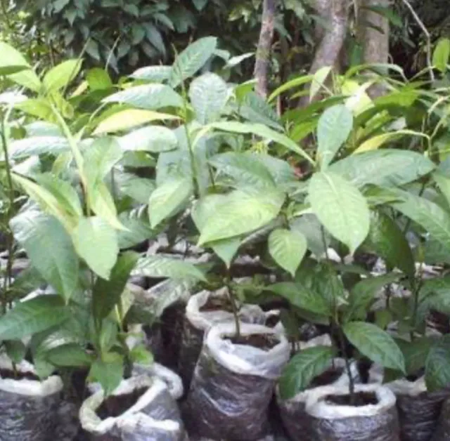 Mudas de castanha do Pará