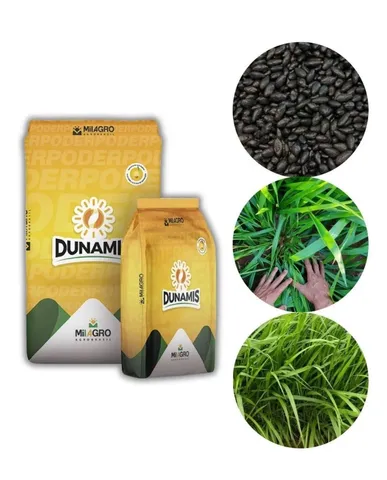 Brachiaria Híbrida cv. Dunamis 1kg
