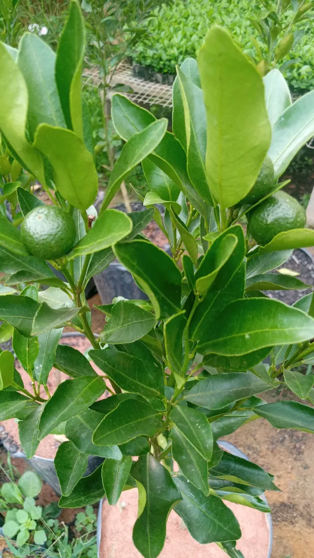Muda de tangerina ponkan produzindo. Entrego 