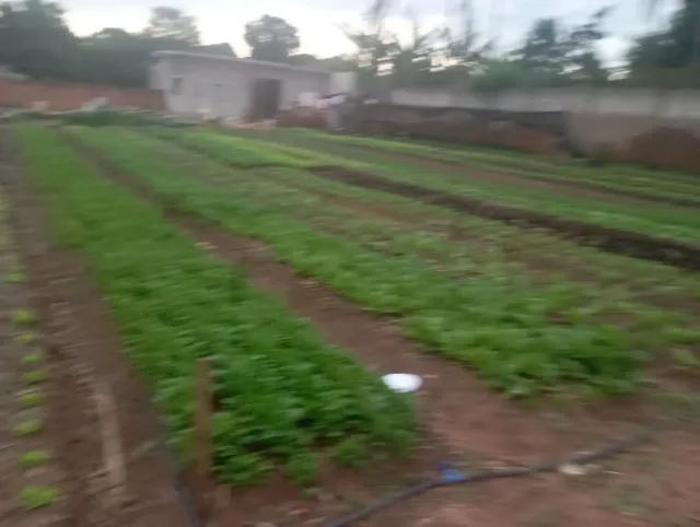 Verduras Horta Orgânica e Natural (Rúcula) Alface, Acelga, Almeirão, Couve e Outras