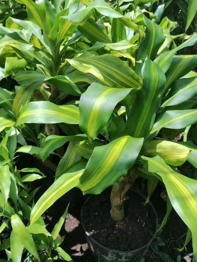 Grande variedades de mudas pro Jardim e área 