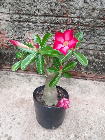 Rosa do deserto