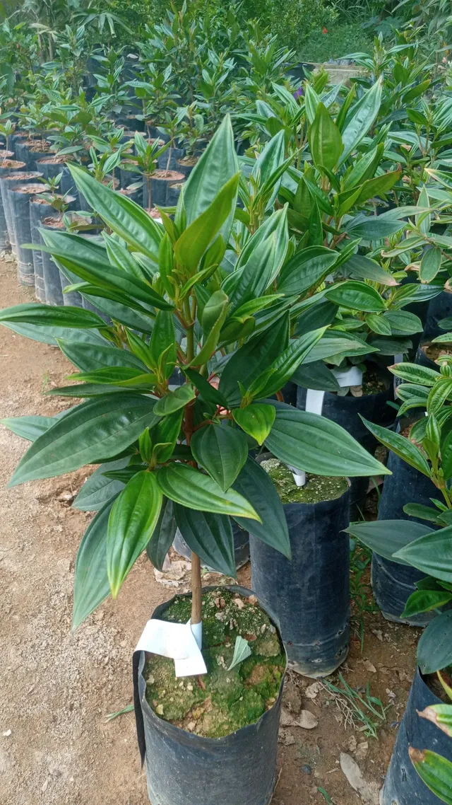 Mudas frutíferas e nativas entregamos em sua residência 