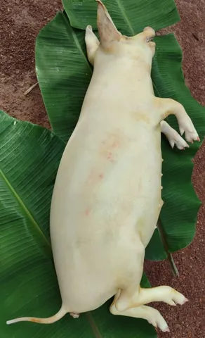 Vendo leitoa e capadinho 