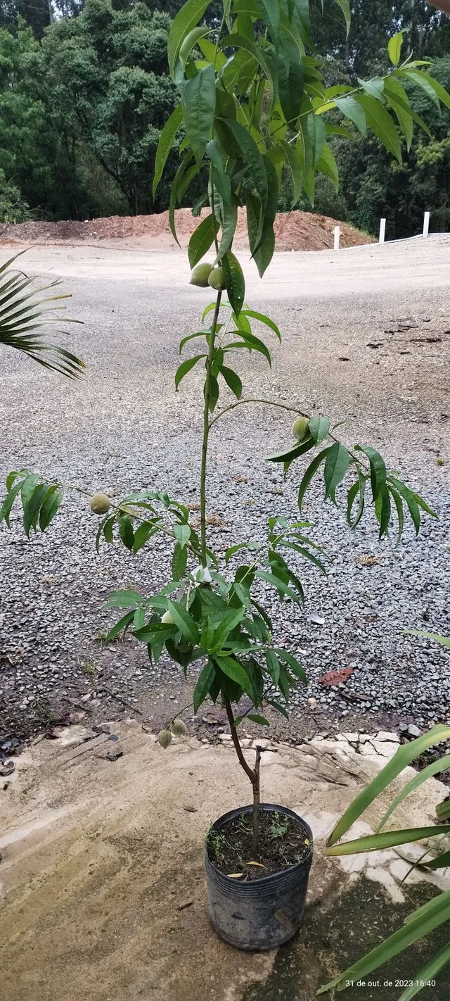 Frutíferas 