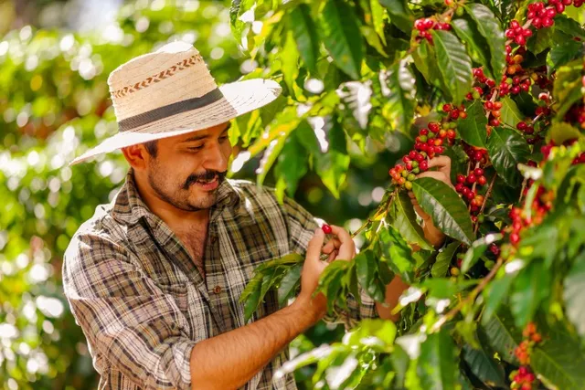 Sitio com café - modelo exemplo 