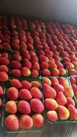 Morango 