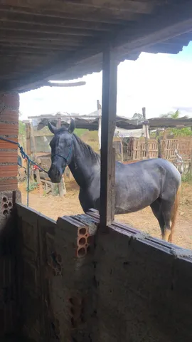 Cavalo mangalarga 