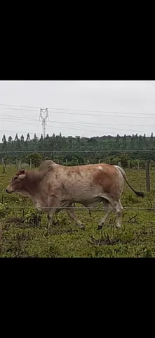 Boi reprodutor bovino gado