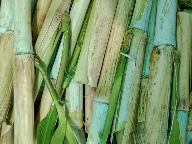 Excelentes gemas de BRS CAPIAÇU