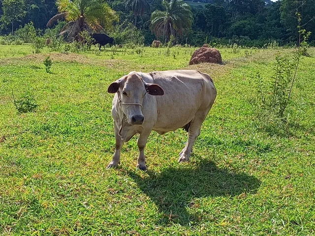 Mini vaca 