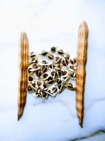 Vendo Sementes de Moringa oleifera. 