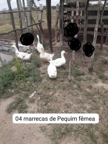 *Vendo marrecos