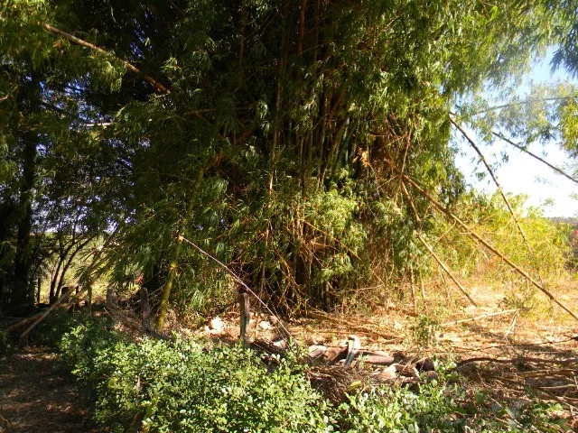 Bambuzal de Bambusa Vulgaris verde
