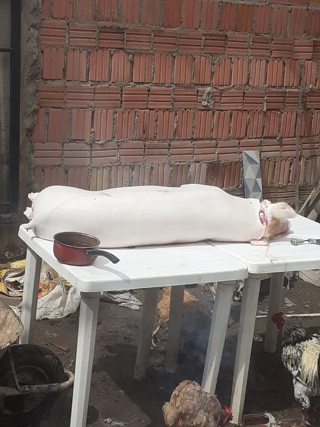 Vendo Leitão 