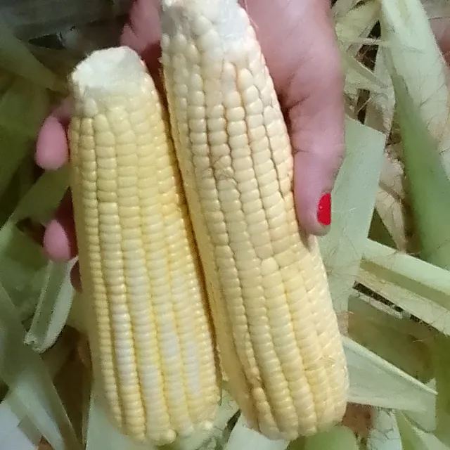 Saca com 40 espigas de Milho Verde.